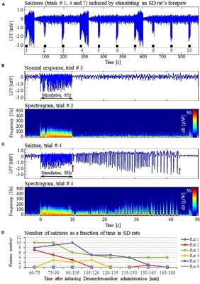 Dexmedetomidine – Commonly Used in Functional Imaging Studies – Increases Susceptibility to Seizures in Rats But Not in Wild Type Mice